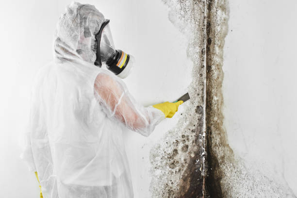 Best Fast Mold Removal  in Lake City, FL