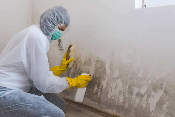 Best Attic Mold Removal  in Lake City, FL