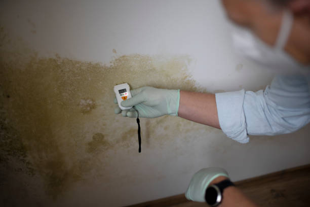 Trusted Lake City, FL Mold Removal Experts