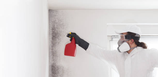 Best Home Mold Removal  in Lake City, FL